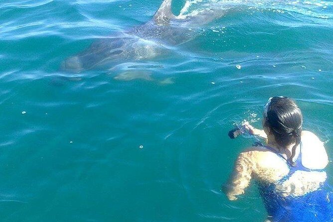 Wild Dolphin Encounter in Puerto Vallarta - Practical Details and Tips for Travelers