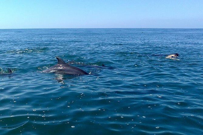 Wild Dolphin Encounter in Puerto Vallarta - What Do Travelers Say?