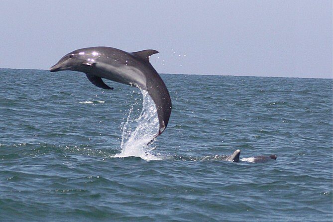 Wild Dolphin Encounter in Puerto Vallarta - Final Thoughts: Is This Tour Right for You?