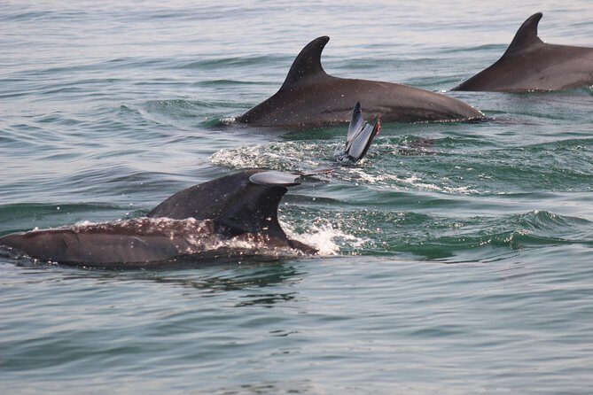 Wild Dolphin Encounter in Puerto Vallarta - FAQs