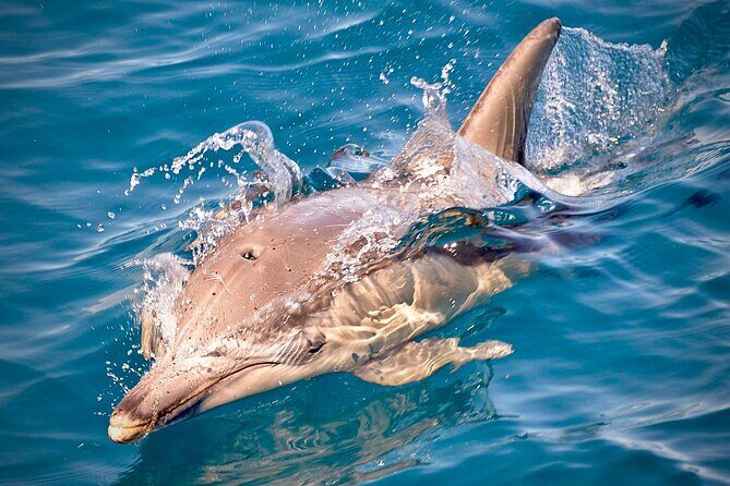 Wild Dolphin Swim Cruise - Introduction: Why This Tour Is Worth Considering