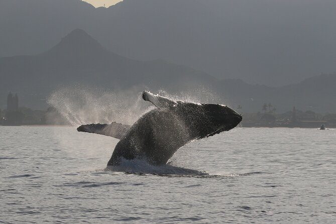 Wild Dolphin Swim, Turtle, Whale Safari with Guided Snorkeling - FAQ