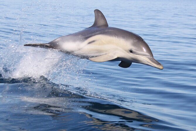 Wild Dolphin Watch in Glenelg - Key Points