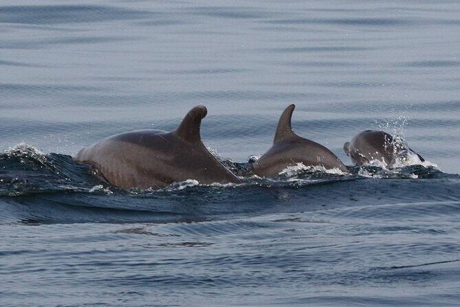 Wild dolphins encounter & snorkeling - FAQ