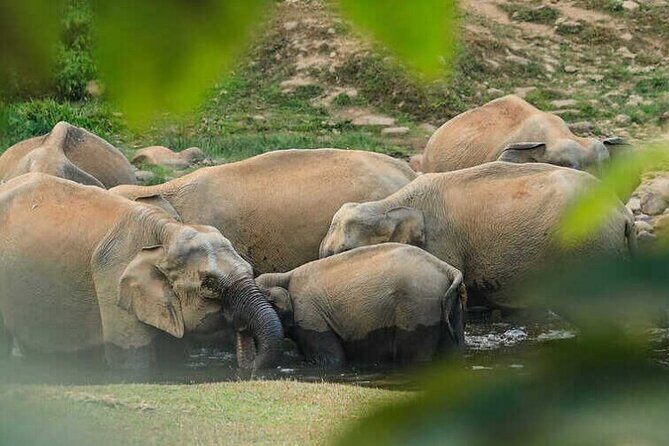 Wild Elephant Anakulam & Waterfalls Tour(munnar valley Trekking) - Wild Elephant Anakulam & Waterfalls Tour (Munnar Valley Trekking) – A Complete Guide