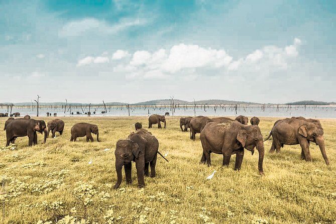 Wild Elephant Safari in Minneriya National Park - Wild Elephant Safari in Minneriya National Park: Honest Review and Practical Insights