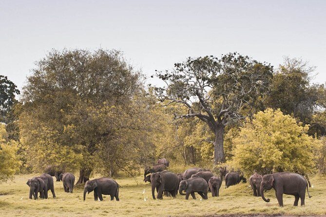 Wild Elephant Safari in Minneriya National Park - The Experience: What to Expect from the Safari
