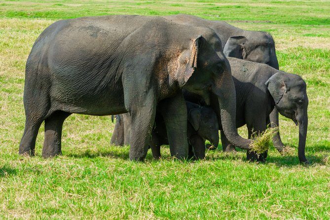 Wild Elephant Safari in Minneriya National Park - The Reviews: A Mixed but Valuable Perspective