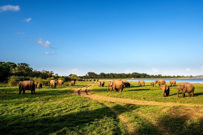 Wild Elephant Safari in Minneriya National Park - Practical Details and Tips