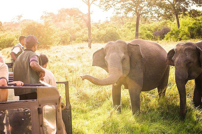 Wild Elephant Safari in Minneriya National Park - The Sum Up: Is it Worth It?