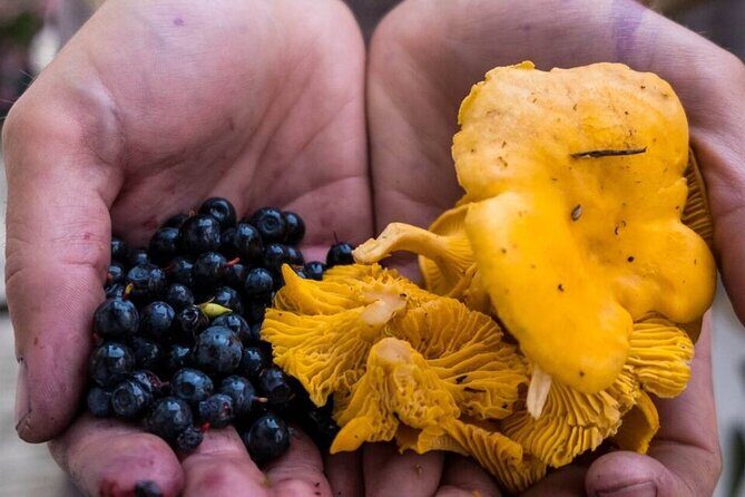 Wild Forest Berries and Mushrooms Picking Tour - Exploring the Forest: A Step-by-Step Breakdown