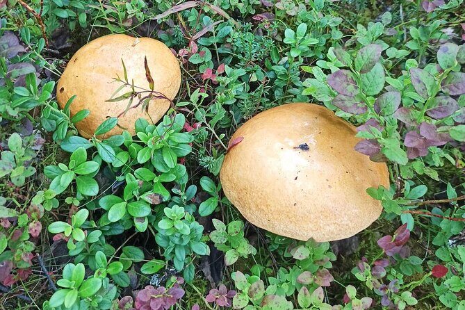 Wild Forest Berries and Mushrooms Picking Tour - Final Thoughts