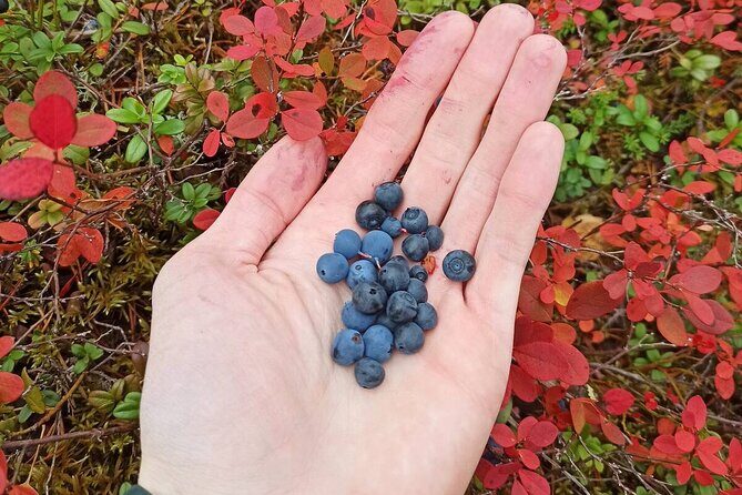 Wild Forest Berries and Mushrooms Picking Tour - FAQs