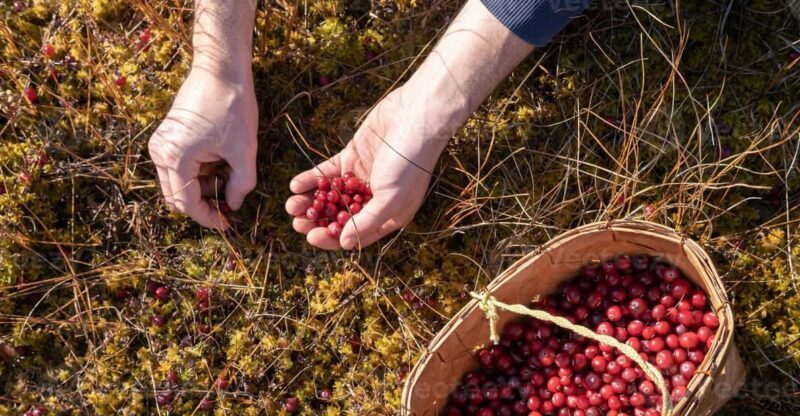 Wild forest mushrooms and berries picking tour - The Impact of a Guide’s Expertise