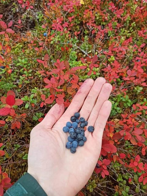 Wild forest mushrooms and berries picking tour - Value and Practical Considerations