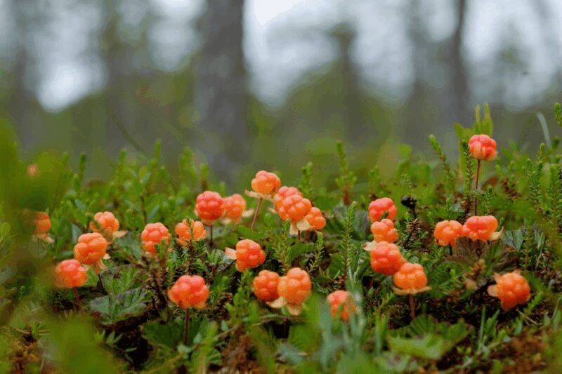 Wild forest mushrooms and berries picking tour - Who Would Love This Tour?