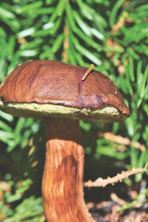 Wild forest mushrooms and berries picking tour - FAQs