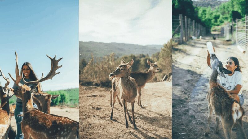 Wild Forest Reserve Foundation - Visit - Key Points