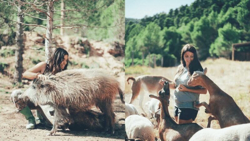 Wild Forest Reserve Foundation - Visit - A Detailed Look at the Wild Forest Reserve Foundation Experience