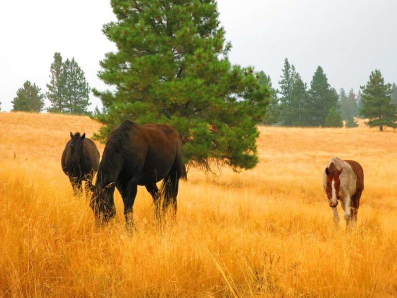 Wild Horse Island/Flathead Lake: Kayak Tour - The Experience in Detail