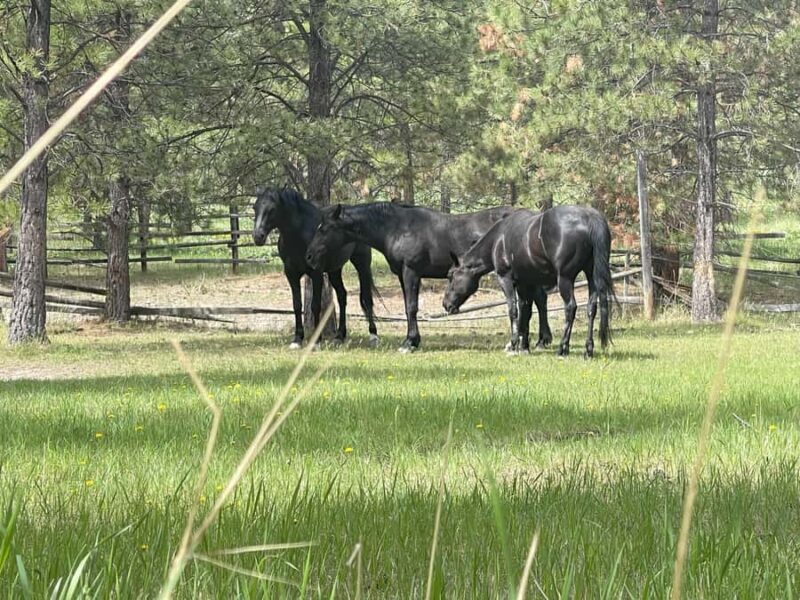 Wild Horse Island/Flathead Lake: Kayak Tour - Final Thoughts