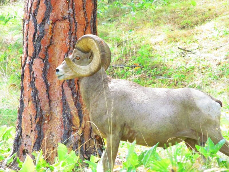 Wild Horse Island/Flathead Lake: Kayak Tour - Key Points