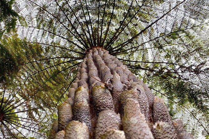 Wild Kangaroos, Blue Mountains and a Cruise - The Sum Up