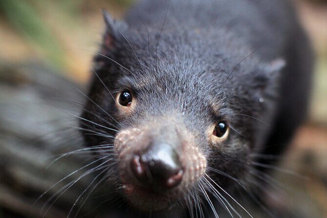 WILD LIFE Sydney Entrance Ticket - Key Points