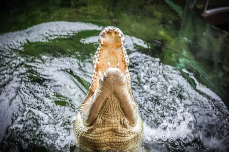 WILD LIFE Sydney Zoo - Practical Details and Visitor Experience