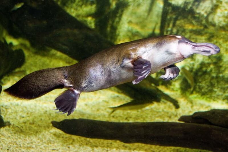 WILD LIFE Sydney Zoo - The Sum Up