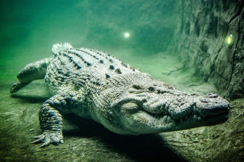 WILD LIFE Sydney Zoo - FAQ