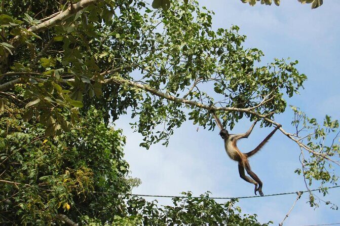 Wild Monkey Adventure (Private, Full Day) - Key Points