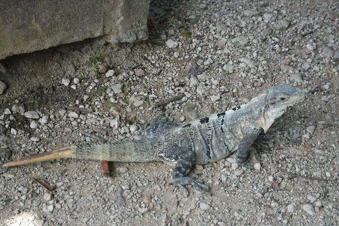 Wild Monkey Tour (Private, Half Day) - The Itinerary in Detail