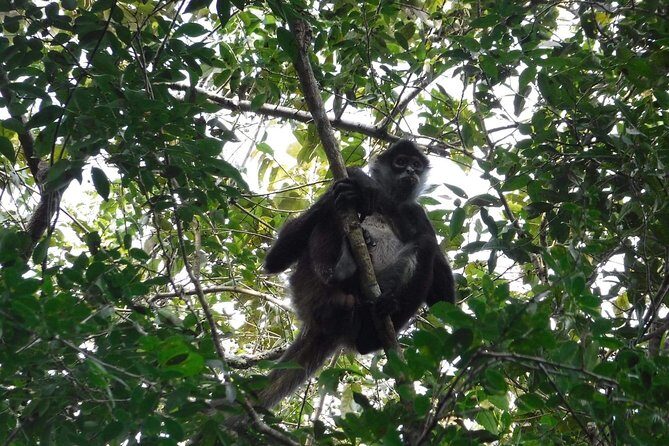 Wild Monkey Tour (Private, Half Day) - What to Expect on the Walk