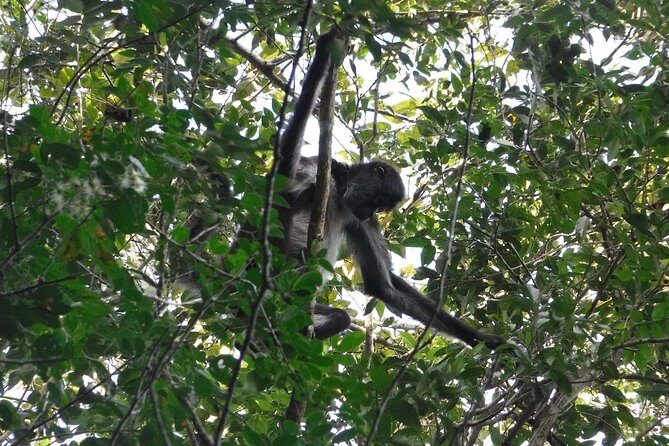 Wild Monkey Tour (Private, Half Day) - Authenticity and Sustainable Tourism