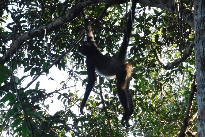 Wild Monkey Tour (Private, Half Day) - Best Suited For