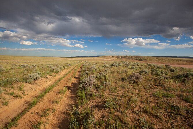 Wild Mustang Half Day Tour - Cody Wyoming - Private - Exploring the McCullough Peaks Wild Horse Herd Area