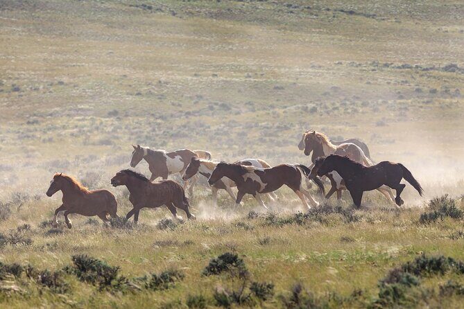 Wild Mustang Half Day Tour - Cody Wyoming - Private - What’s Included and How It Adds Value