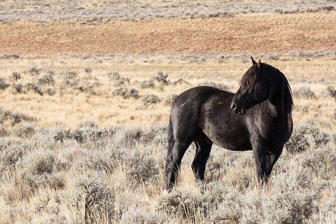 Wild Mustang Half Day Tour - Cody Wyoming - Private - Who Is This Tour Best For?