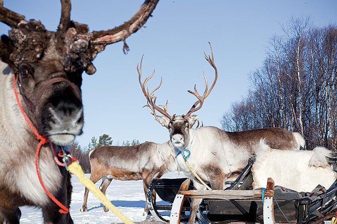 Wild Reindeers Safari + Lunch in Glass Igloo (private service) - Transportation & Practical Details