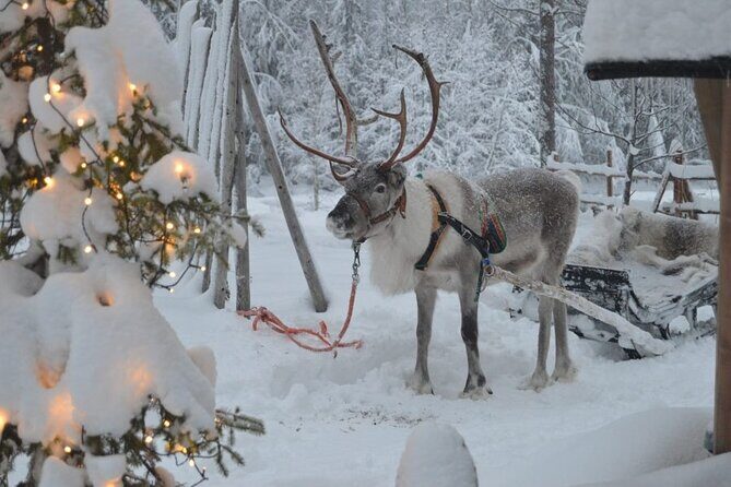 Wild Reindeers Safari + Lunch in Glass Igloo (private service) - Final Thoughts: Who Will Love This Tour?