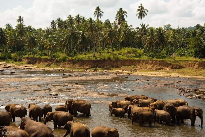 Wild Safari Udawalawe from Bentota - Who Should Consider This Tour?