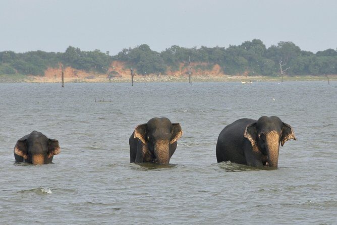 Wild Safari Udawalawe from Bentota - The Sum Up