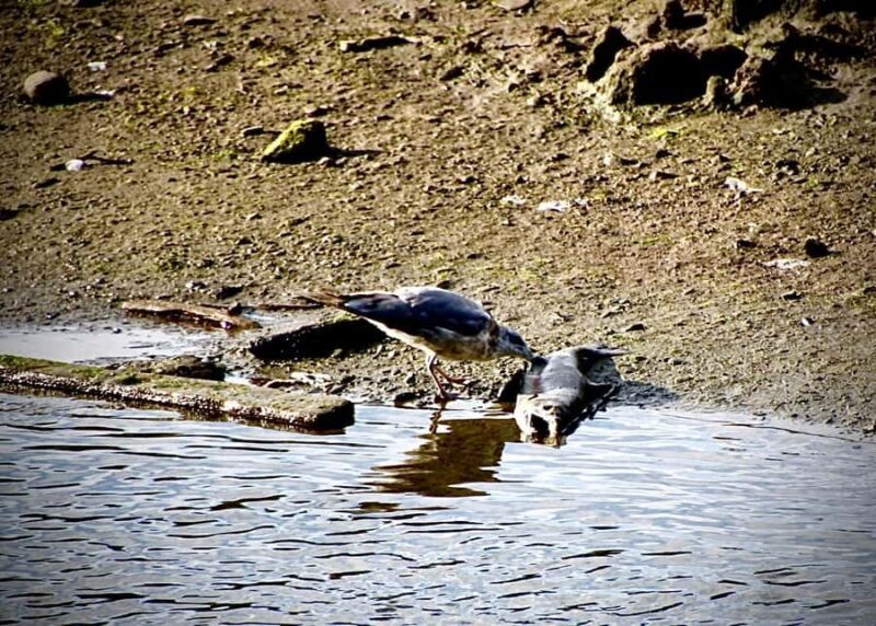 Wild Wolf Tour - 2 Hr - Exploring the Wild Wolf Tour – 2 Hours in Ketchikan
