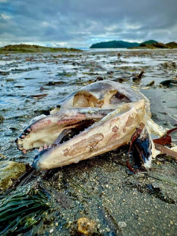 Wild Wolf Tours - 3 hour - Exploring Alaska’s Indigenous Heritage at the Totem Park