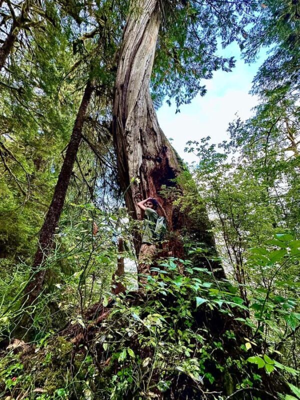 Wild Wolf Tours - 3 hour - Is This Tour Worth It?