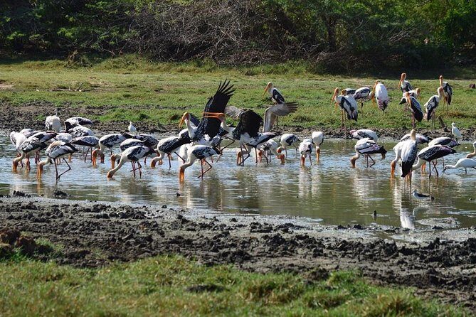 Wild Wonders and Hidden Temples from Galle (2 Days) - Who Should Consider This Tour?