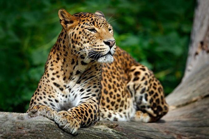Wild Wonders & Hidden Temples from Hikkaduwa (2 Days) - Wild Wonders & Hidden Temples from Hikkaduwa (2 Days) – A Balanced Adventure of Nature and Culture
