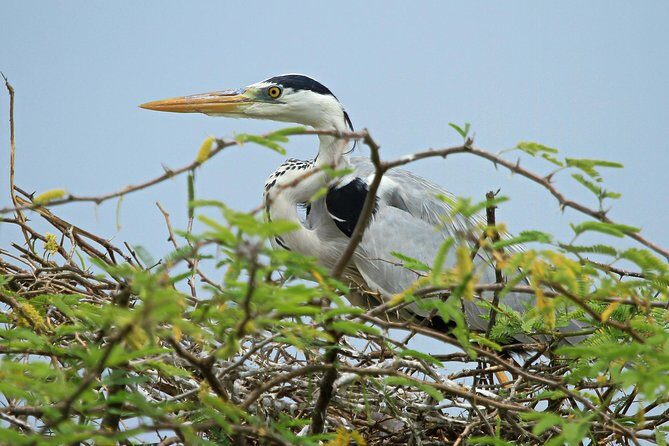 Wild Wonders & Hidden Temples from Hikkaduwa (2 Days) - Who Will Love This Tour?