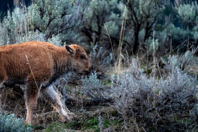 Wild Yellowstone 1 Day | Wildlife Photography Tour - Who Will Love This Tour?